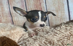 Toy Fox Terrier dogs for sale: Biggie - Image 6