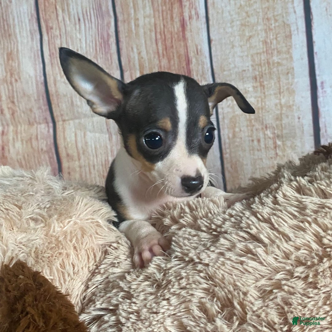 Toy Fox Terrier dogs for sale: Biggie - Image 6