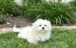 Lhasa Apso dogs for sale: Lucy - Image 3
