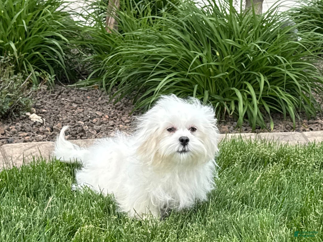 Lhasa Apso dogs for sale: Lucy - Image 3