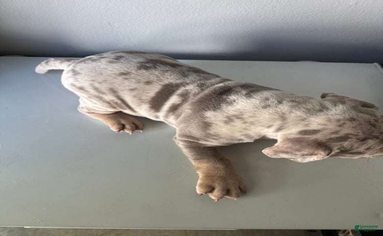 American Bully dogs for sale - Ad 1