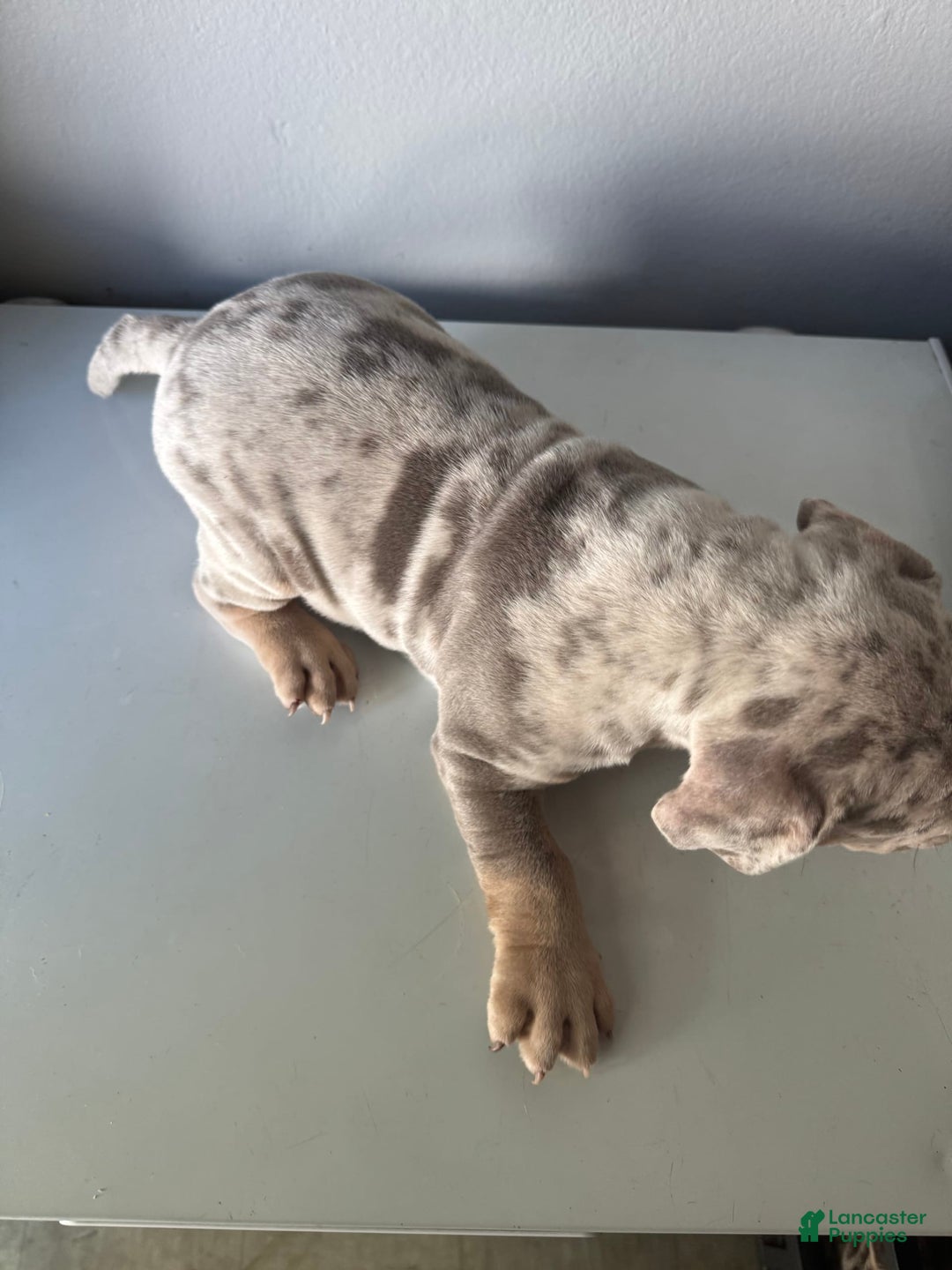 American Bully dogs for sale: EJ - Image 1