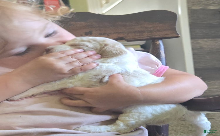Miniature Poodle dogs for sale - Ad 2