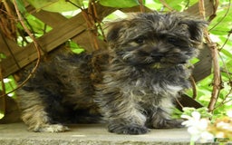 Morkie dogs for sale: Dallas - Image 5