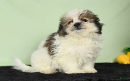 Bichon Frise dogs for sale: Malibu - Image 5