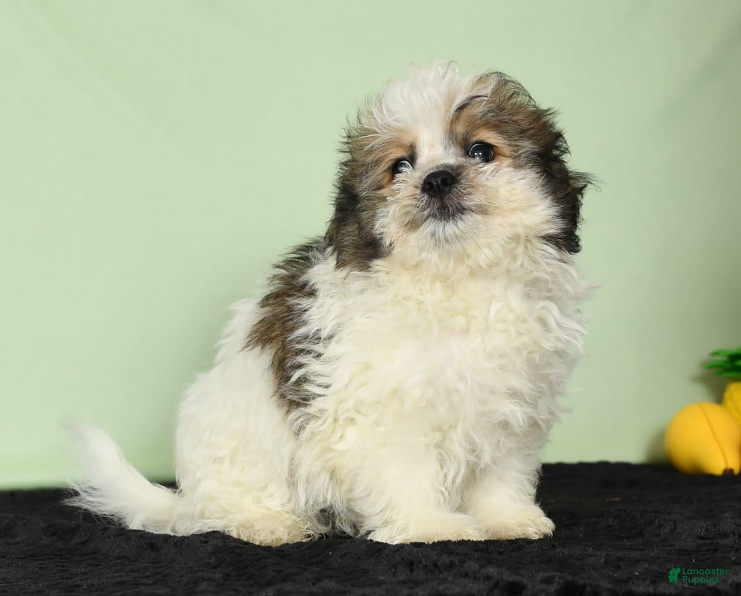 Bichon Frise dogs for sale: Malibu - Image 5