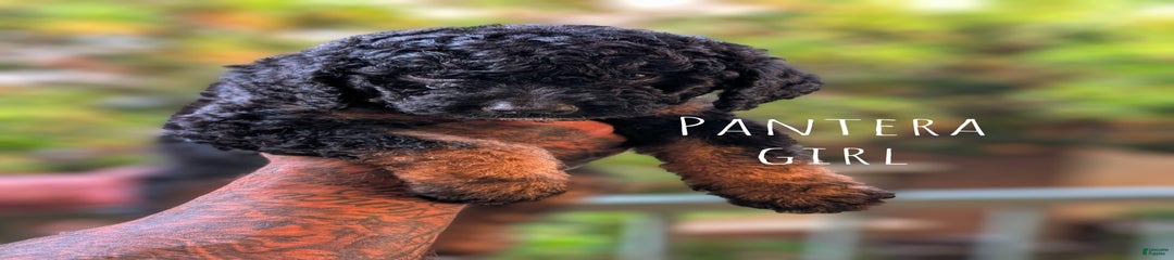 Pantera