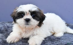 Shih Tzu dogs for sale: Uchenna - Image 1