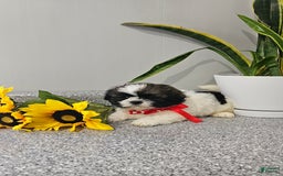 Shih Tzu dogs for sale: Charming Chase ❤️ - Image 6