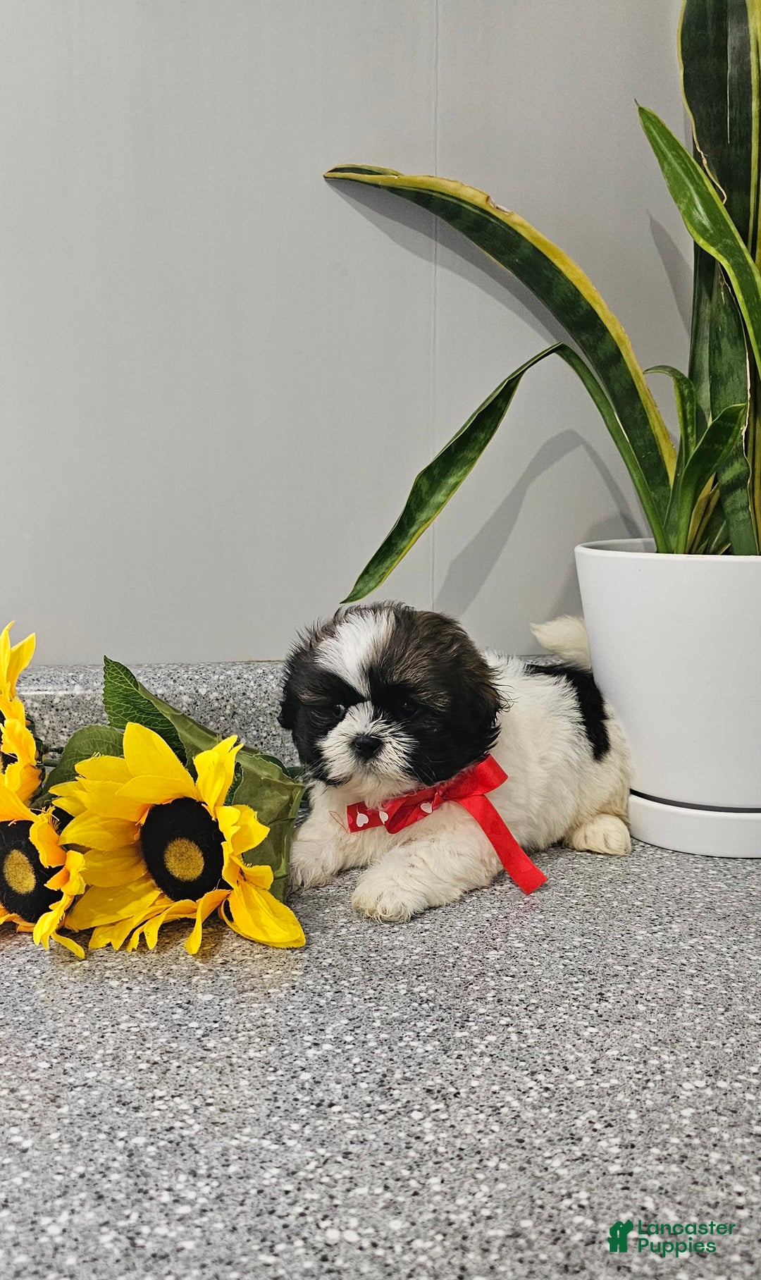 Shih Tzu dogs for sale: Charming Chase ❤️ - Image 6