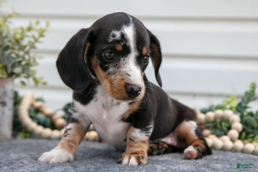 Miniature Dachshund dogs for sale: Miniature Dachshund 4 puppies - Image 5