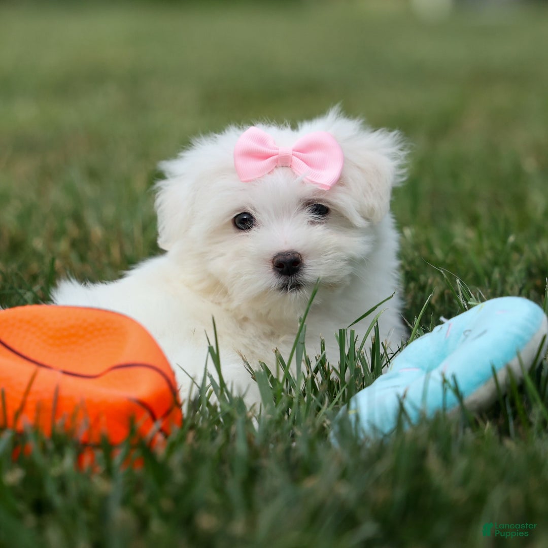 Maltese dogs for sale: Samantha - Image 8