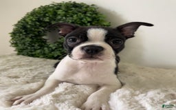 Boston Terrier dogs for sale: Diesel - Image 1