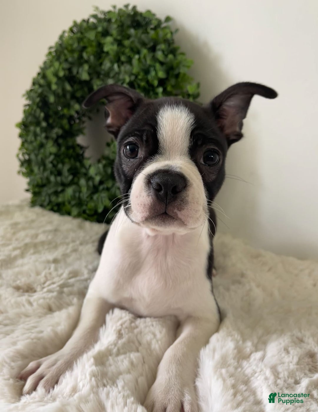 Boston Terrier dogs for sale: Diesel - Image 1