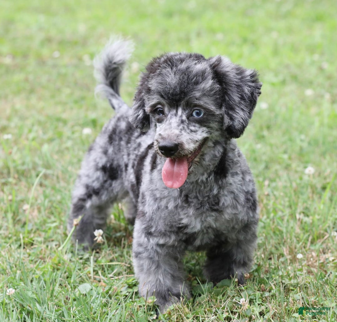 Havapoo dogs for sale: Poppy - Image 11