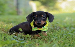 Miniature Dachshund dogs for sale: Jordan - Image 4