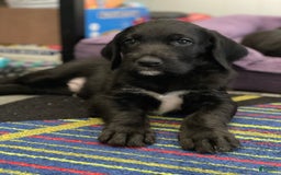 Great Dane dogs for sale: Raven - Image 4