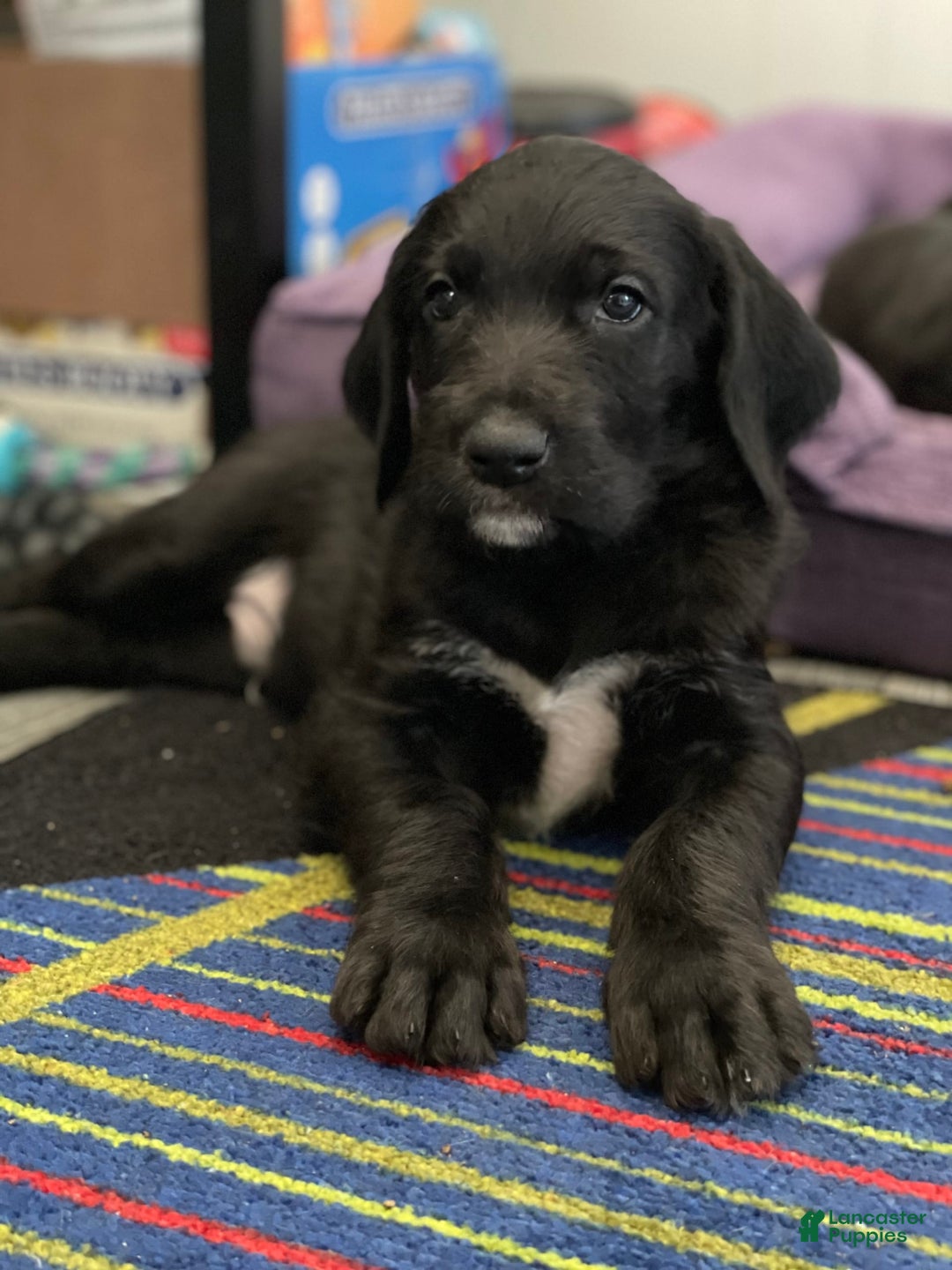 Great Dane dogs for sale: Raven - Image 4