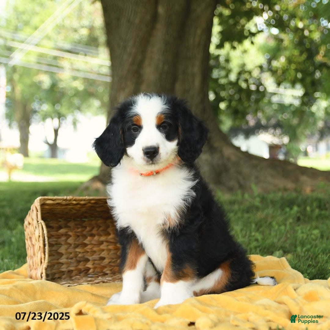 Bernedoodle dogs for sale: Pepper - Image 7