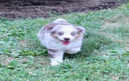 Miniature Australian Shepherd dogs for sale: Oakley - Image 6