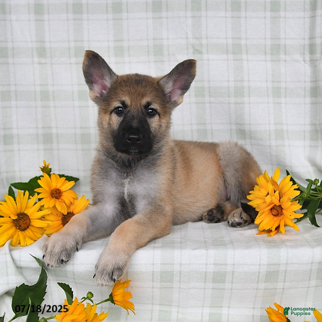 German Shepherd dogs for sale: Kyla - Image 2