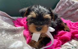 Yorkshire Terrier dogs for sale: Lena - Image 2