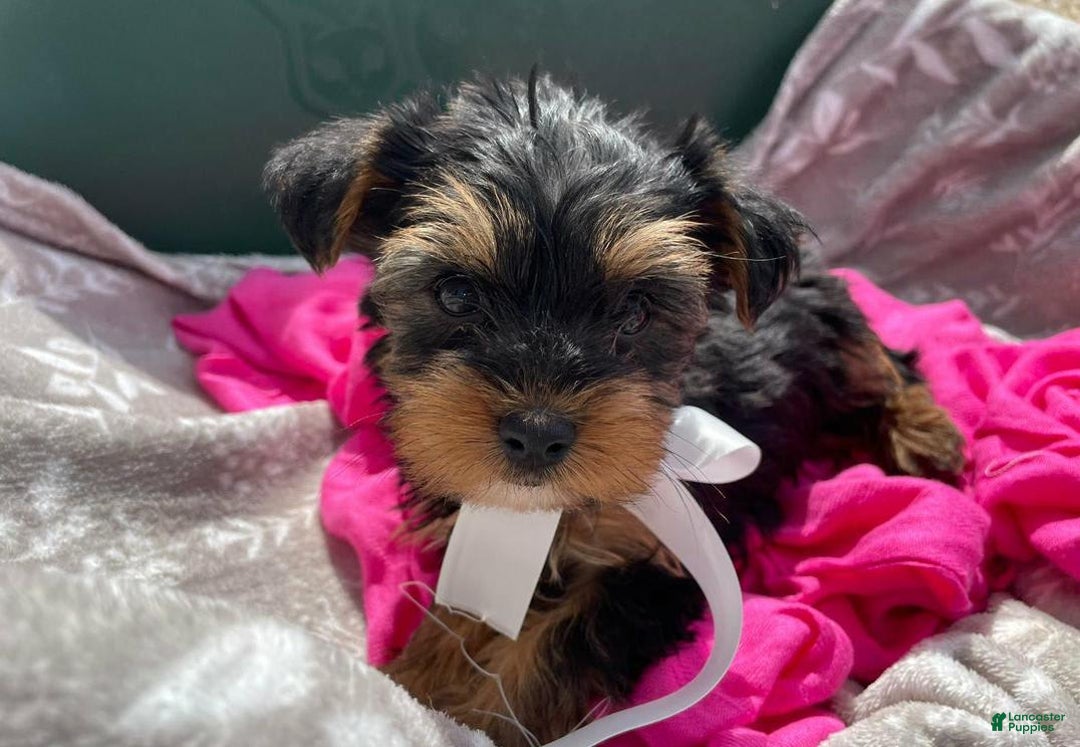 Yorkshire Terrier dogs for sale: Lena - Image 2