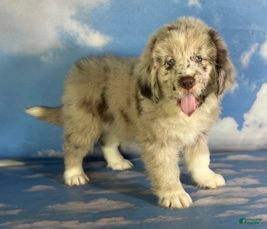 Newfoundland dogs for sale: Jax - Image 11