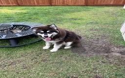 Alaskan Malamute dogs for sale: Blaze - Image 3