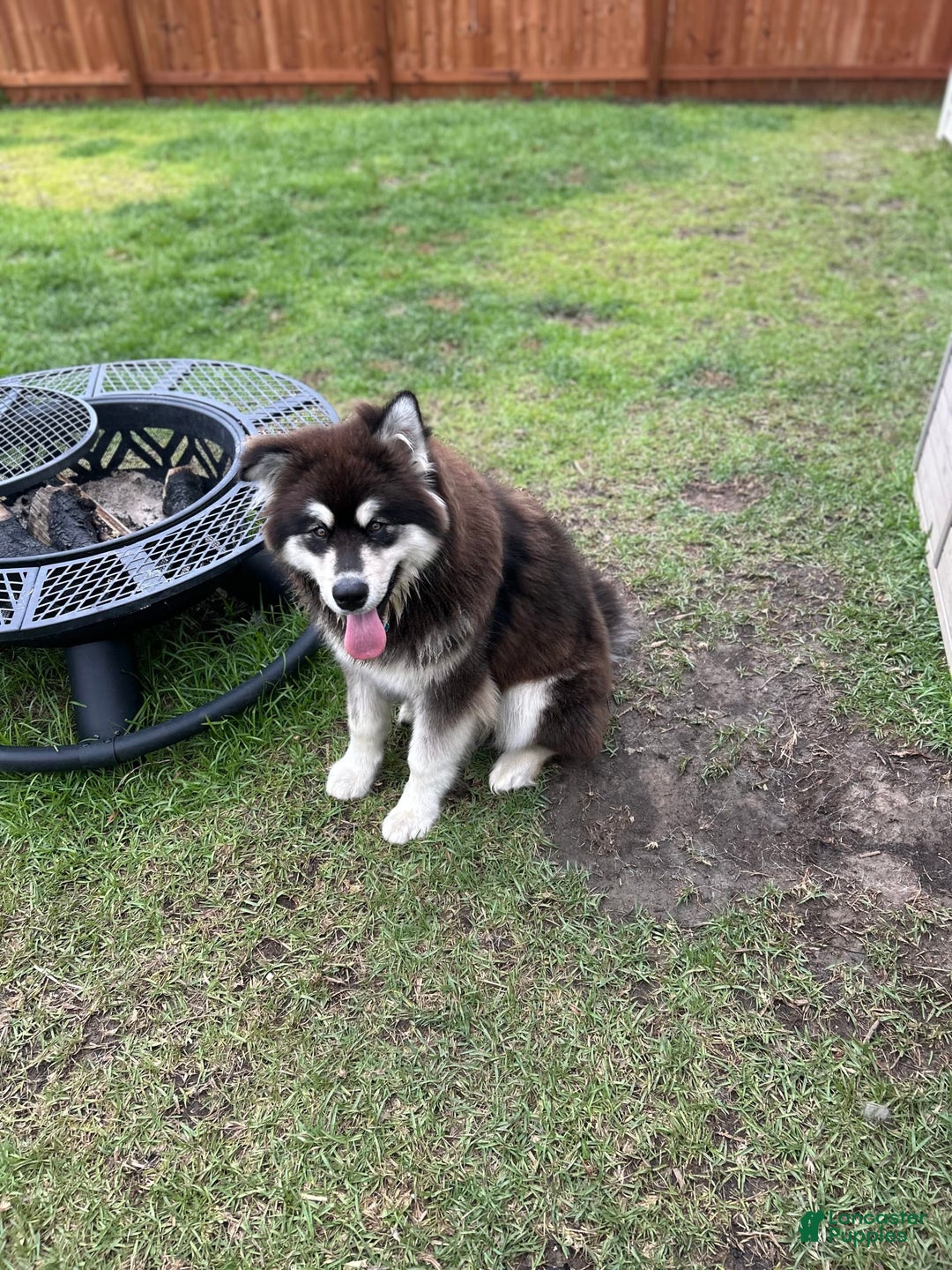 Alaskan Malamute dogs for sale: Blaze - Image 3