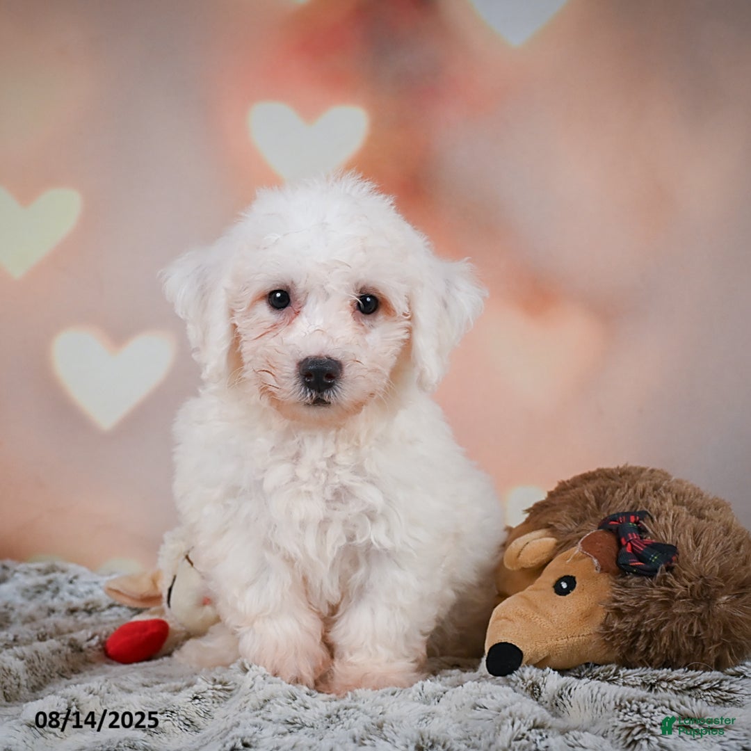 Bichon Frise dogs for sale: Bobby - Image 1
