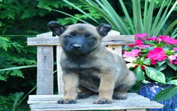 Belgian Malinois dogs for sale: Belgian Malinois 9 puppies - Image 1