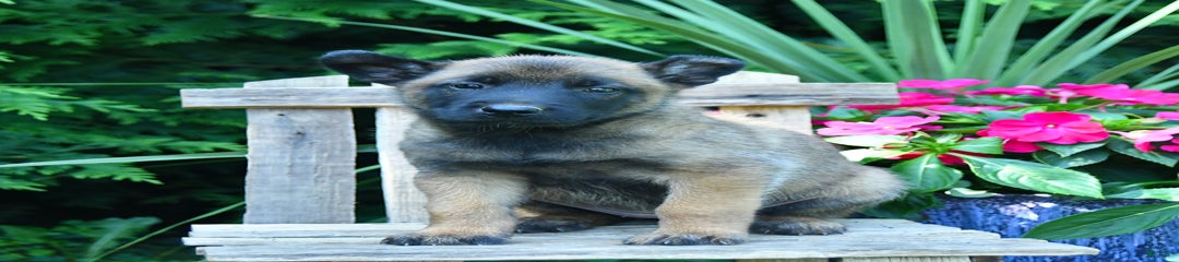 Bailey