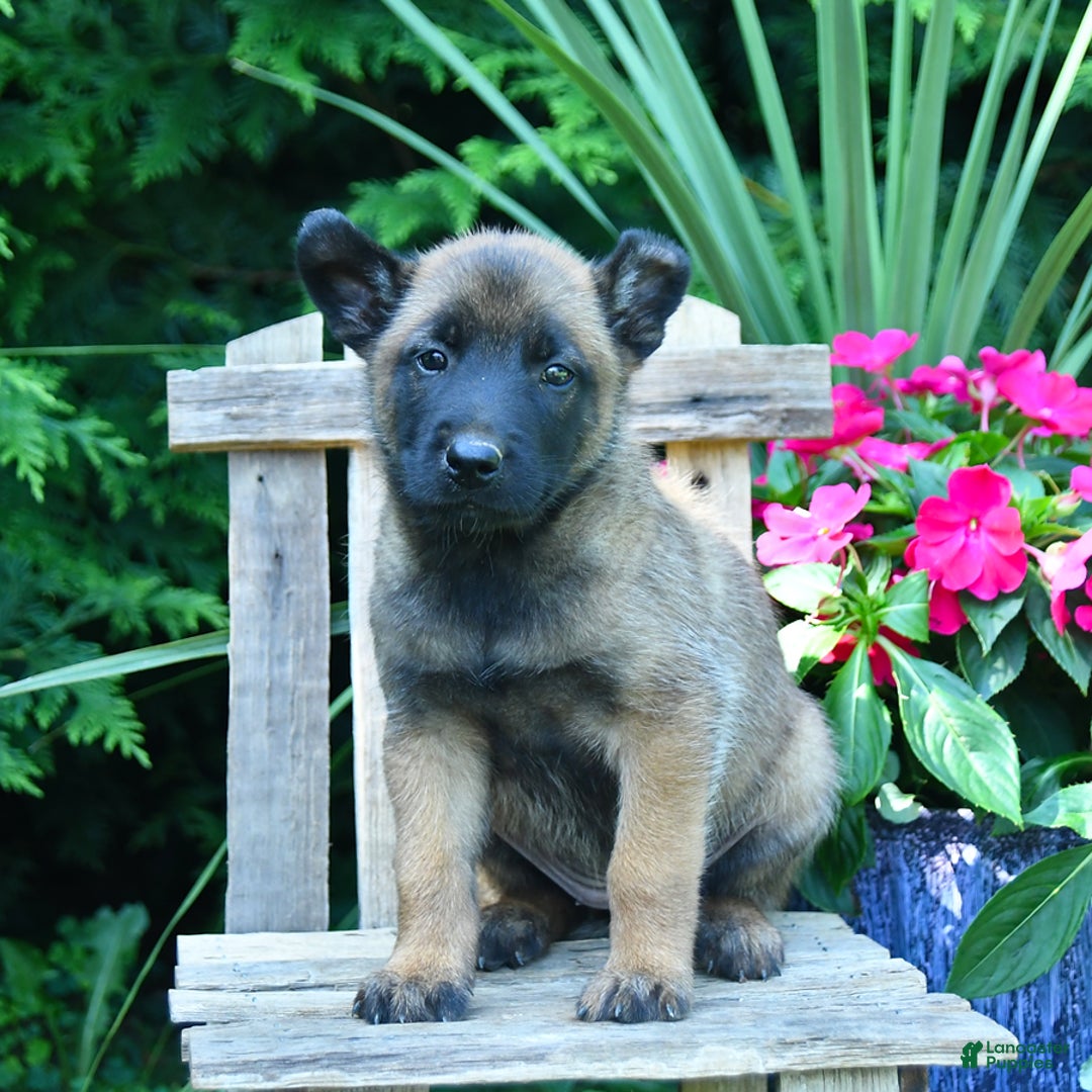 Belgian Malinois dogs for sale: Belgian Malinois 9 puppies - Image 1
