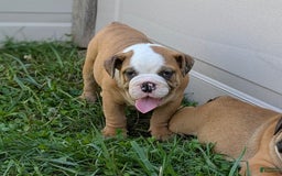 Olde English Bulldogge dogs for sale: Harper - Image 12