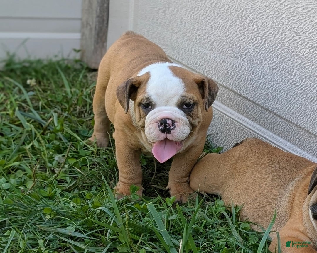 Olde English Bulldogge dogs for sale: Harper - Image 12