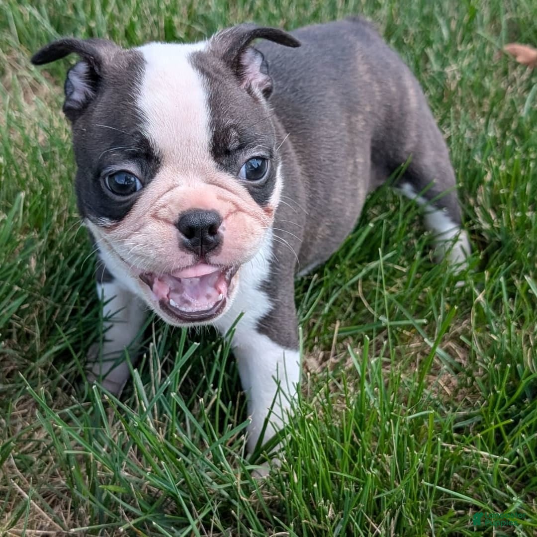 Frenchton dogs for sale: Nash - Image 12
