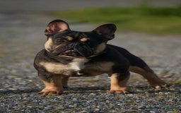 French Bulldog dogs for sale: Maple - Image 7