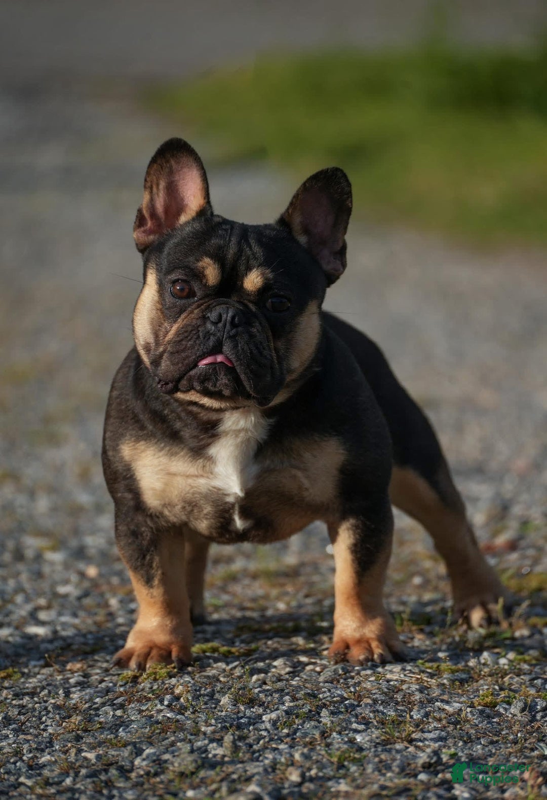 French Bulldog dogs for sale: Maple - Image 7
