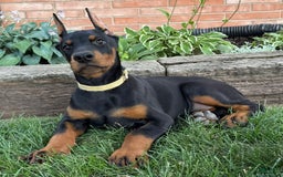 Doberman Pinscher dogs for sale: Stetson - Image 6
