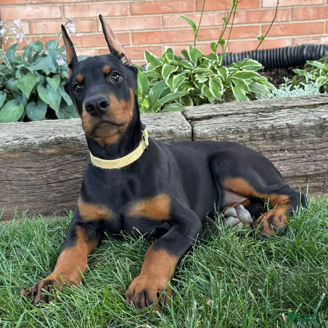 Doberman Pinscher dogs for sale: Stetson - Image 6