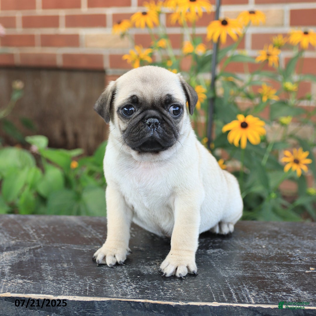 Pug dogs for sale: Biscuit - Image 5