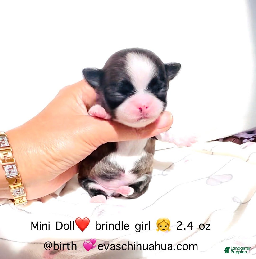Chihuahua dogs for sale: Chihuahua 2 puppies - Image 2