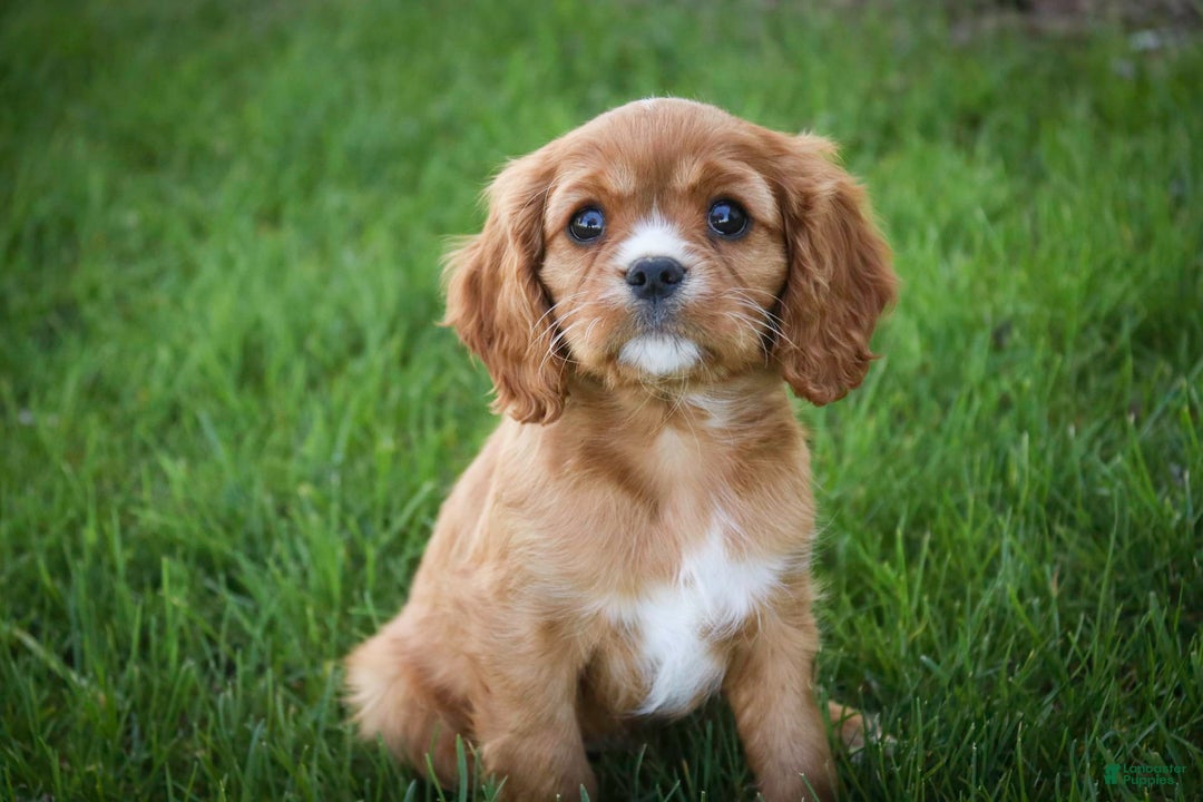 Cavalier King Charles Spaniel dogs for sale: Clifford - Image 8