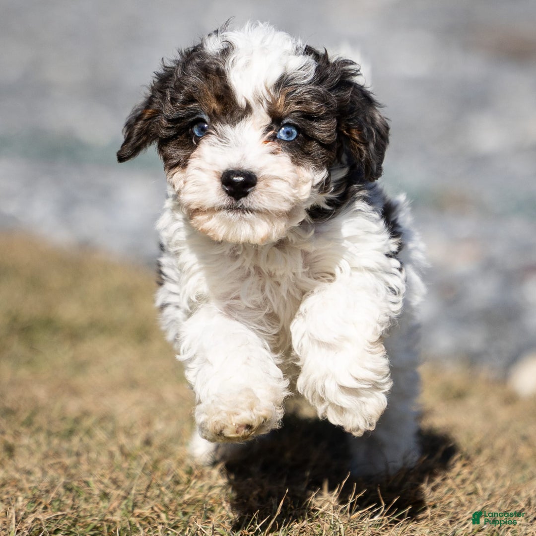 Cavapoo dogs for sale: Simba - Image 2