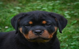 Rottweiler dogs for sale: Bella - Image 14