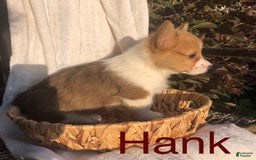 Welsh Corgi Pembroke dogs for sale: Hank - Image 11
