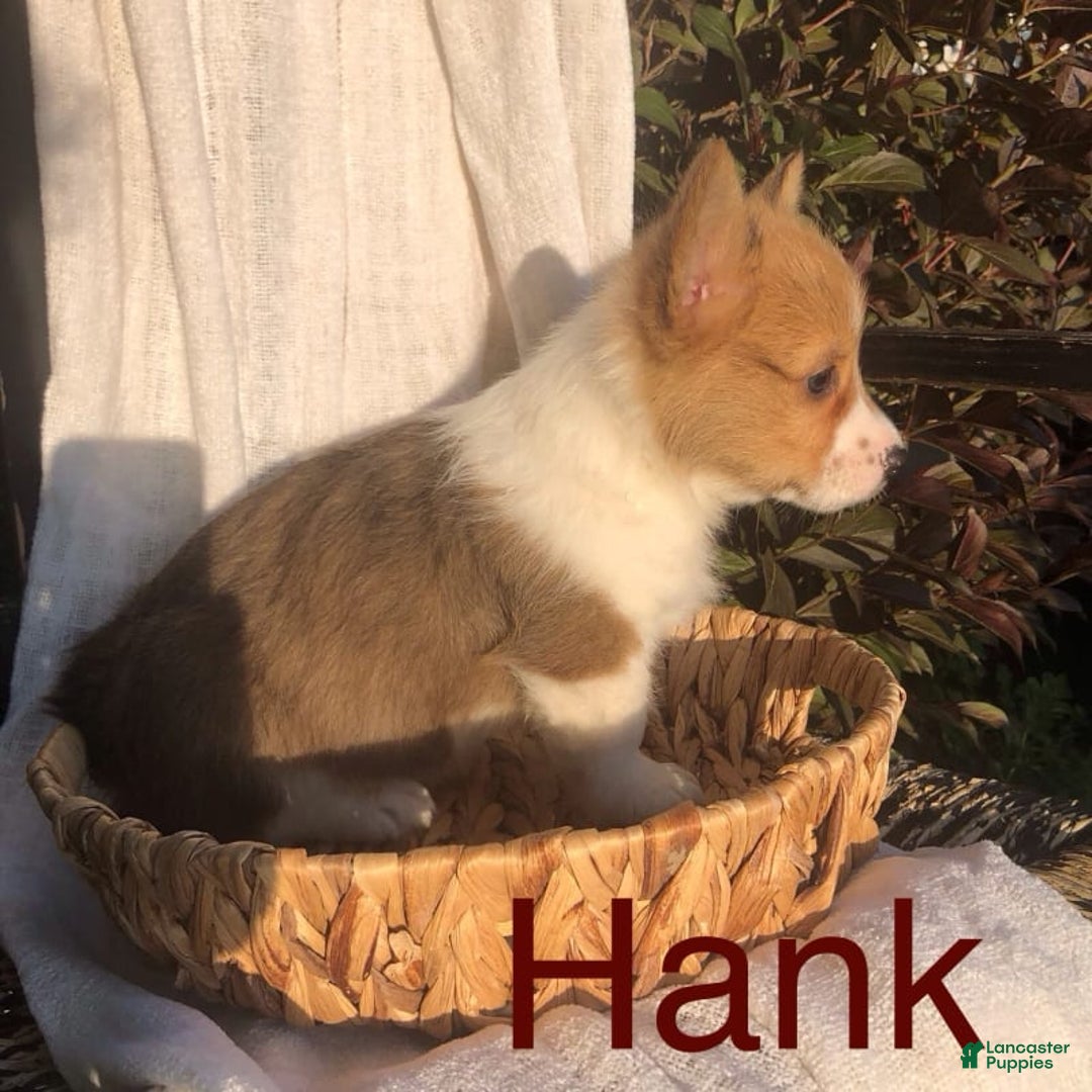 Welsh Corgi Pembroke dogs for sale: Hank - Image 11