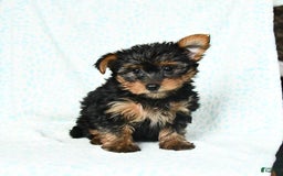 Yorkshire Terrier dogs for sale: Checkers - Image 4