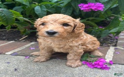 Mini Goldendoodle dogs for sale: Porter - Image 4